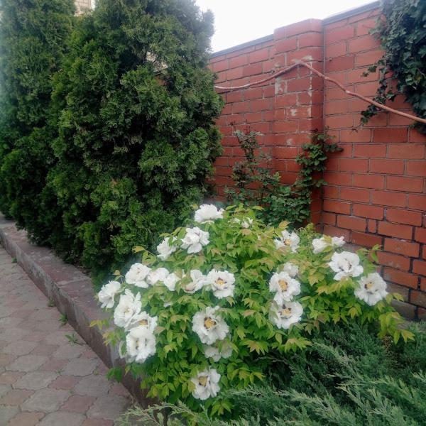 приватний будинок з каміном, у центрі міста , вул стрєльцова, 21 Apartment *